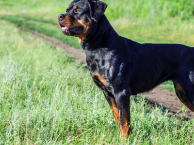 Bimba azzannata Rottweiler