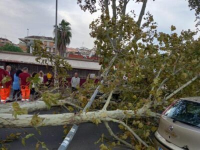 Roma albero crolla