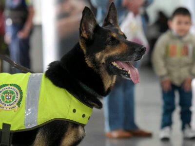 Cane Antidroga