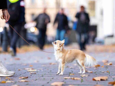 Roma ladri cani